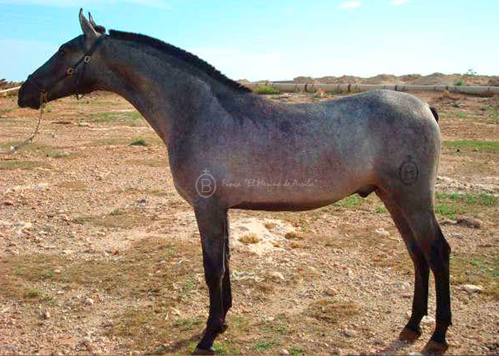 “Nazareno Merino”, con 11 meses de edad