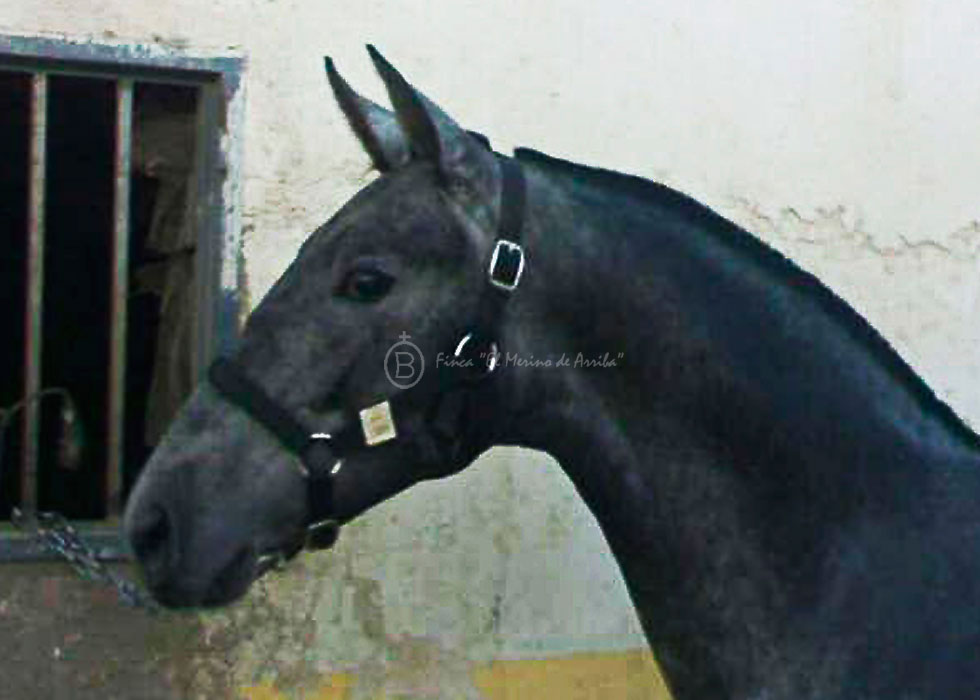“Oceánica Merino”, por “Zenico” y “Acedera Merino”