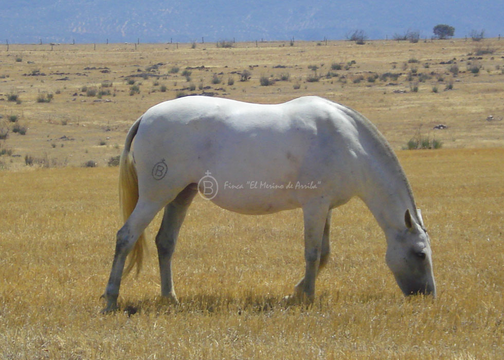 Romanza Merino” por “Severo II