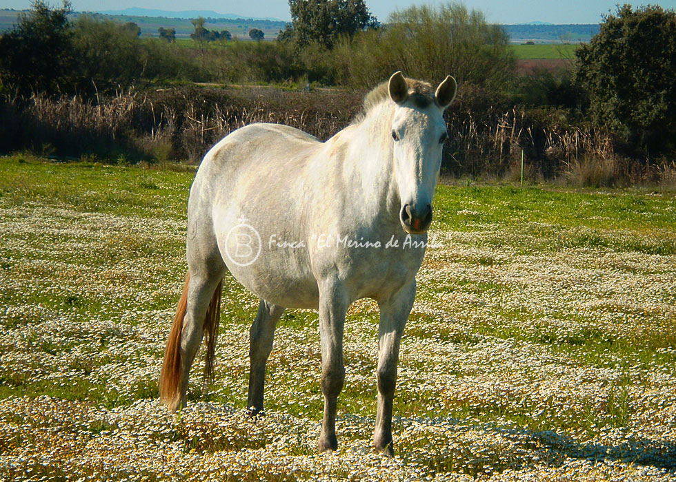 “Acedera Merino” , por “Objeto” y “Hiedra VI”