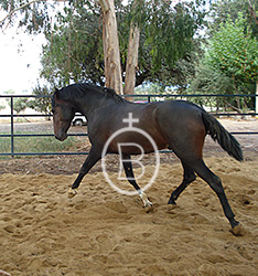 Caballos del 